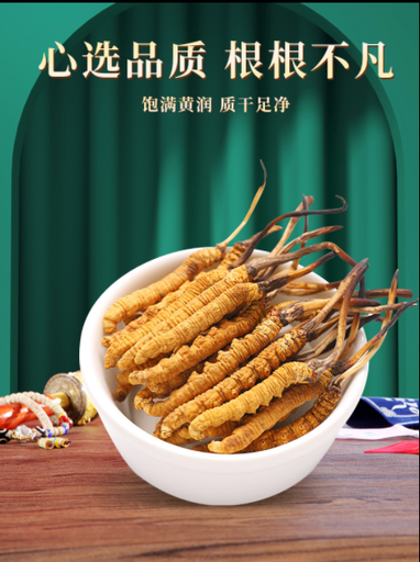 Cordyceps